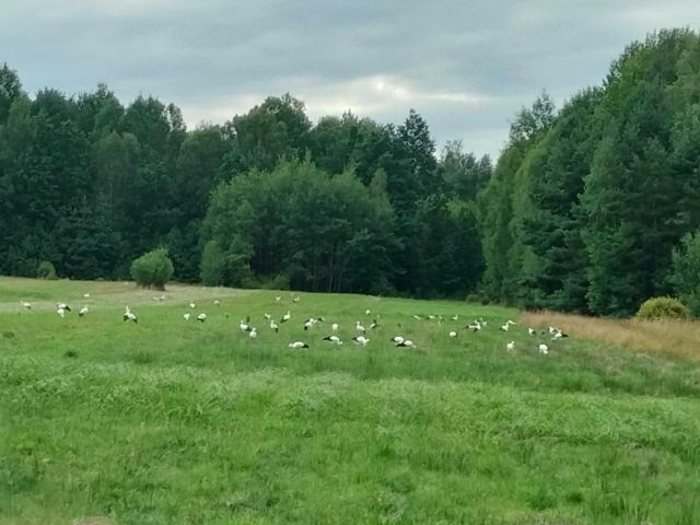 Działka rolno-budowlana Bień. Zdjęcie 1