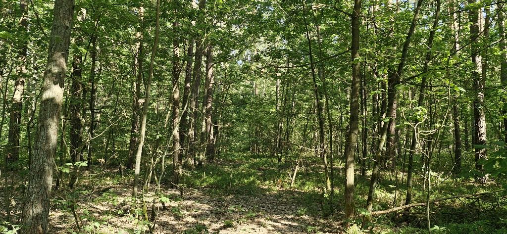 Działka leśna Wilkowyja. Zdjęcie 4