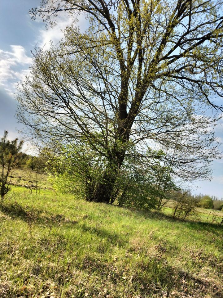 Działka rekreacyjna Orłowo. Zdjęcie 7