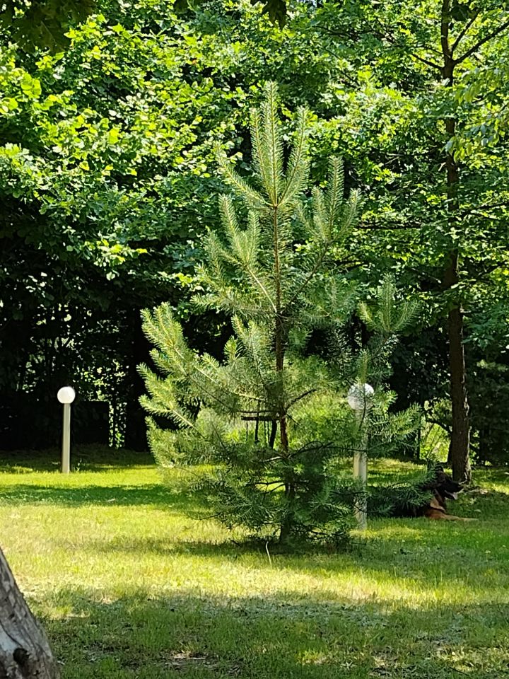 dom wolnostojący, 3 pokoje Krzętów. Zdjęcie 9