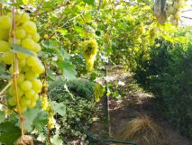 Działka rod Człuchów, ul. Juliusza Słowackiego. Zdjęcie 4