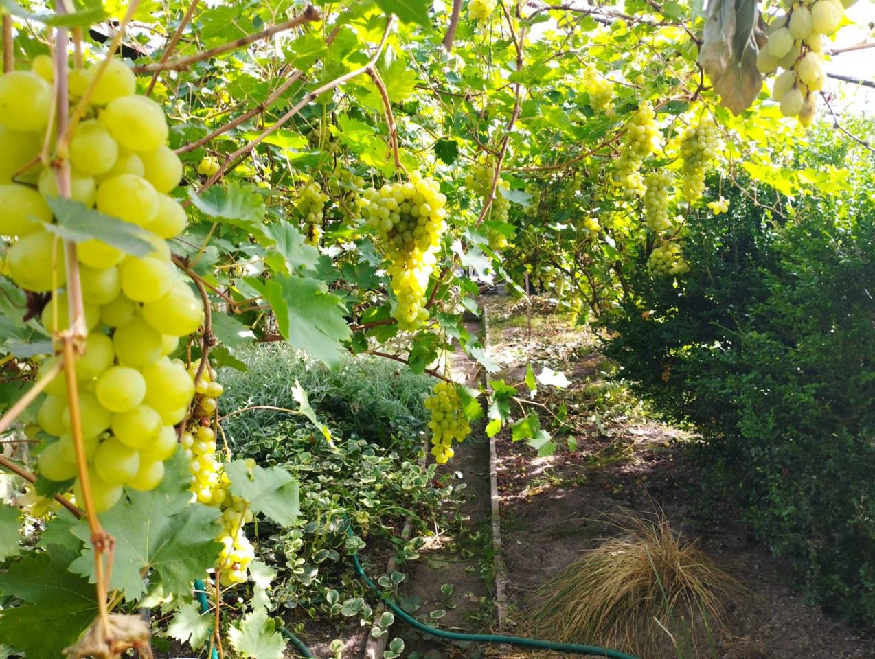 Działka rod Człuchów, ul. Juliusza Słowackiego. Zdjęcie 5