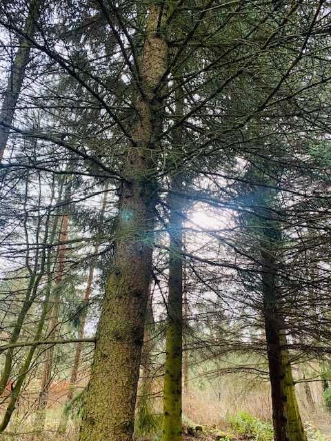 Działka rekreacyjna Młynarze. Zdjęcie 8