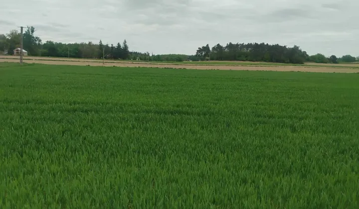 Działka budowlana Stare Proboszczewice, ul. Spółdzielcza