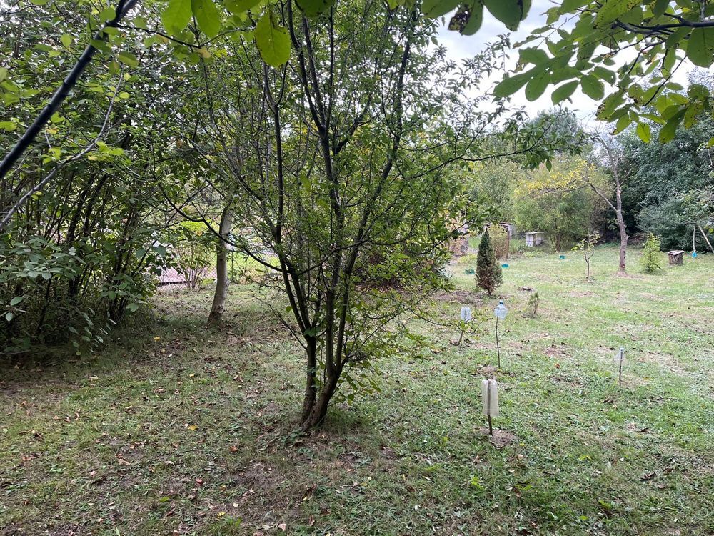 Działka rod Radom, ul. Wincentego Witosa. Zdjęcie 6