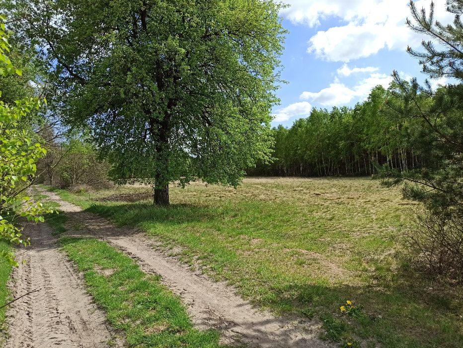 Działka budowlana Zbójno Greszczyn. Zdjęcie 4