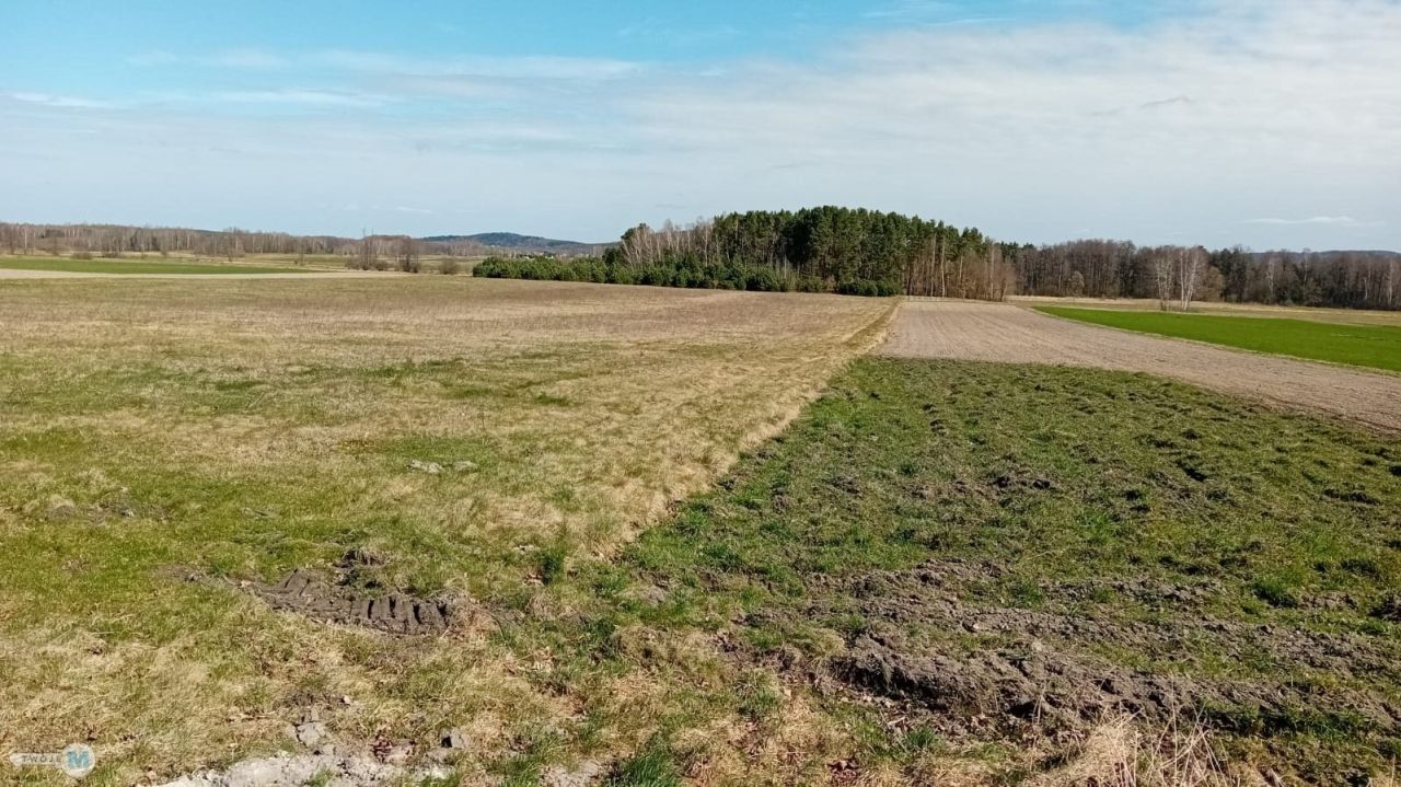 Działka leśna Strawczyn. Zdjęcie 5