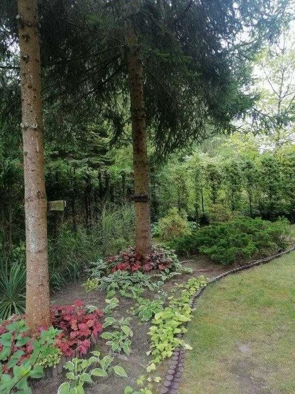 Działka rekreacyjna Rogóźno. Zdjęcie 6