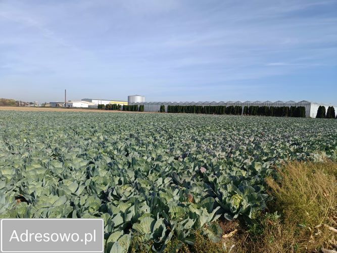 Działka rolna Ołtarzew, ul. Duchnicka. Zdjęcie 5