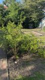 Działka rod Warszawa Praga-Południe, ul. Perkuna. Zdjęcie 4