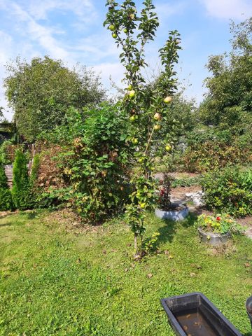 Działka rod Gliwice Stare Gliwice, ul. Kozłowska. Zdjęcie 1