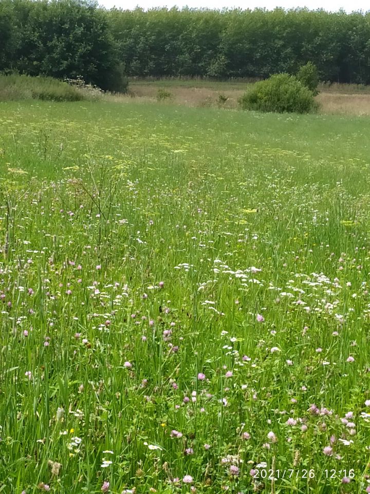 Działka rolna Olszewnik. Zdjęcie 4
