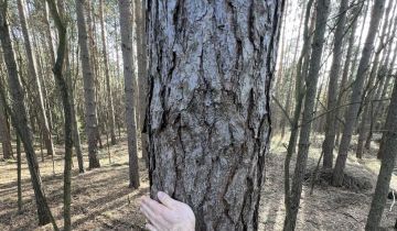 Działka leśna Dąbrówka