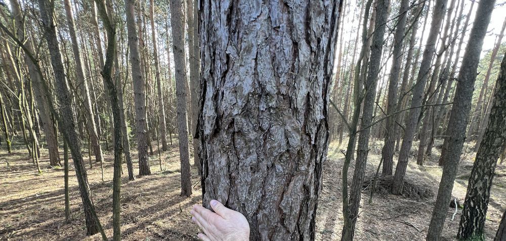 Działka leśna Dąbrówka. Zdjęcie 2