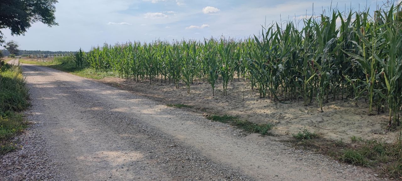 Działka rolno-budowlana Kołacinek. Zdjęcie 9