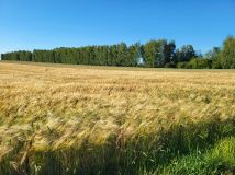 Działka rolno-budowlana Lubowidza. Zdjęcie 3