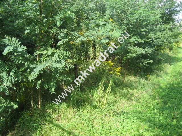 Działka inwestycyjna Żółwin. Zdjęcie 1