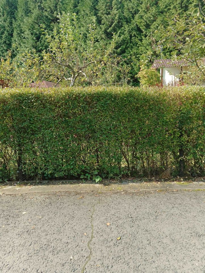 Działka rod Jastrzębie-Zdrój. Zdjęcie 3