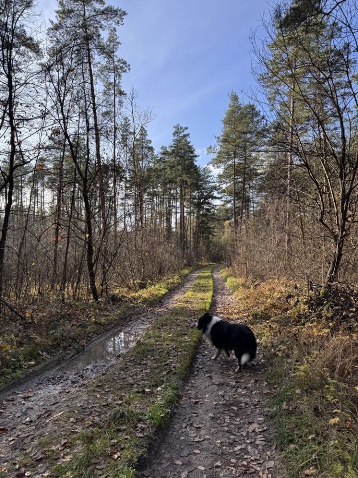 Działka rolno-budowlana Józefów. Zdjęcie 6