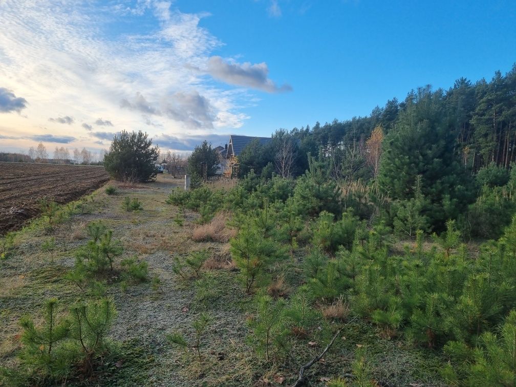 Działka leśna Omięciny. Zdjęcie 6