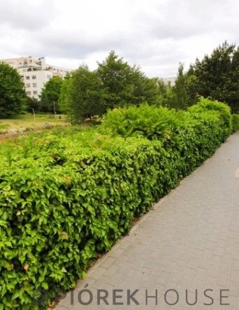 Mieszkanie 3-pokojowe Warszawa Mokotów, ul. Wyględowska. Zdjęcie 16