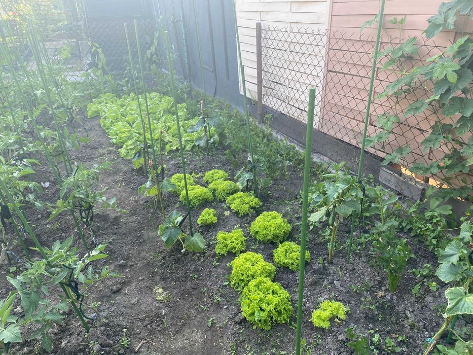 Działka rod Zielonka. Zdjęcie 4