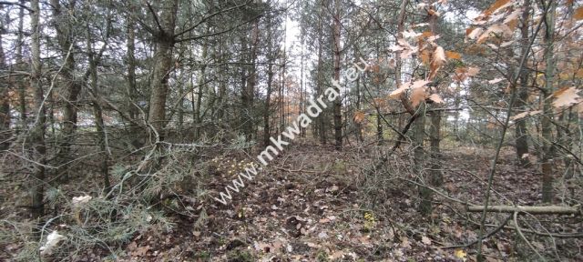 Działka budowlana Tłumy. Zdjęcie 4