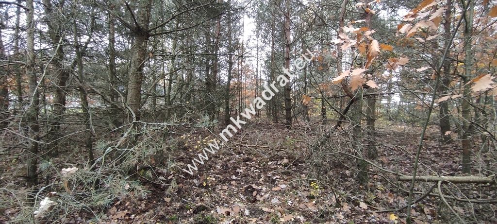 Działka budowlana Tłumy. Zdjęcie 4