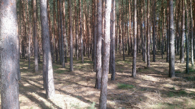 Działka leśna Chełm Żarski. Zdjęcie 1