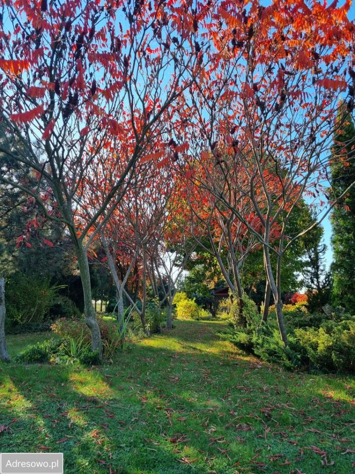 Działka rolno-budowlana Boduszyn. Zdjęcie 5