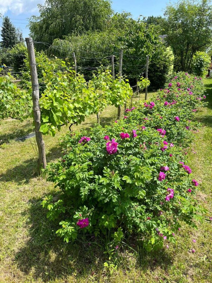Działka rod Racibórz Brzezie, ul. 1 Maja. Zdjęcie 2