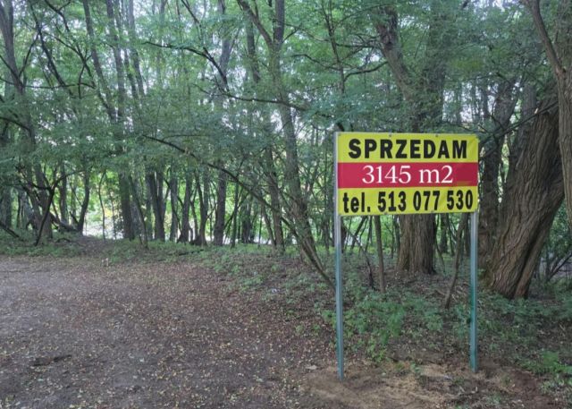 Działka leśna Bucharzewo. Zdjęcie 2