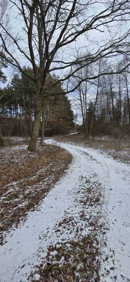 Działka siedliskowa Przychodzko. Zdjęcie 6