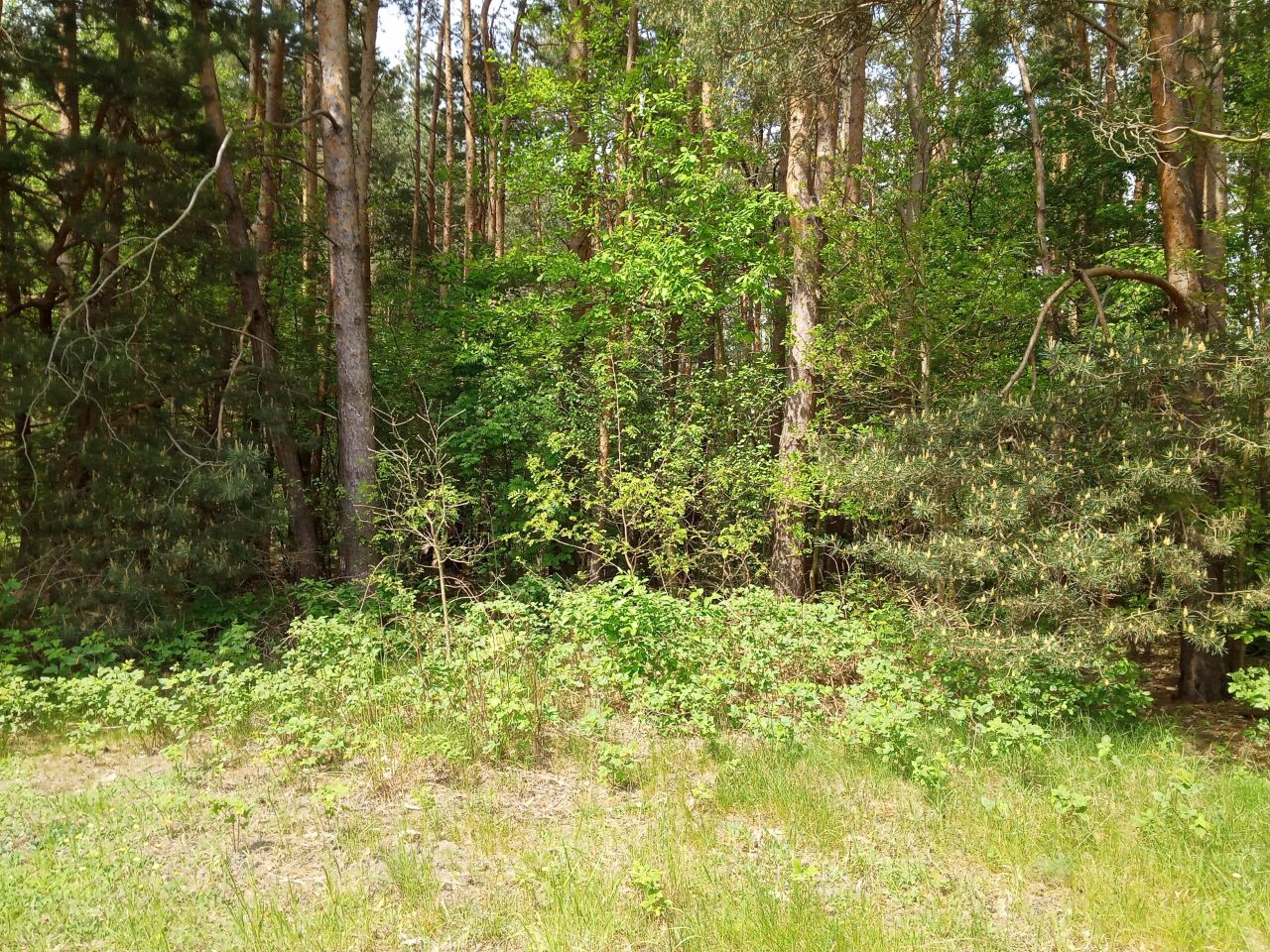 Działka budowlana Bieniewiec, ul. Barwna. Zdjęcie 10