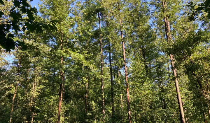 Działka leśna Pogórska Wola