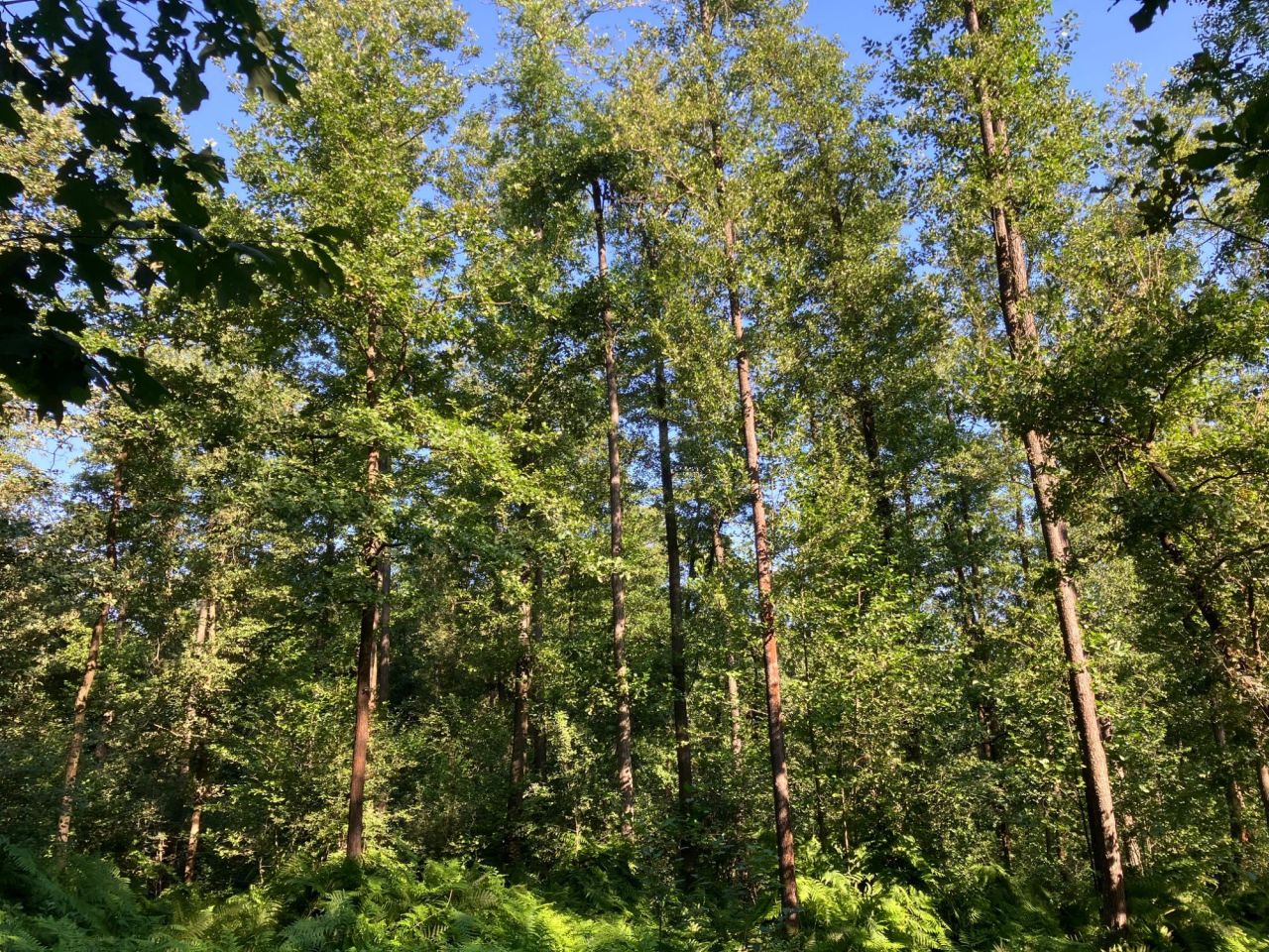 Działka leśna Pogórska Wola. Zdjęcie 1