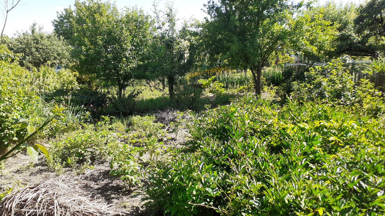 Działka rod Szczecin Krzekowo, ul. Wronia. Zdjęcie 3