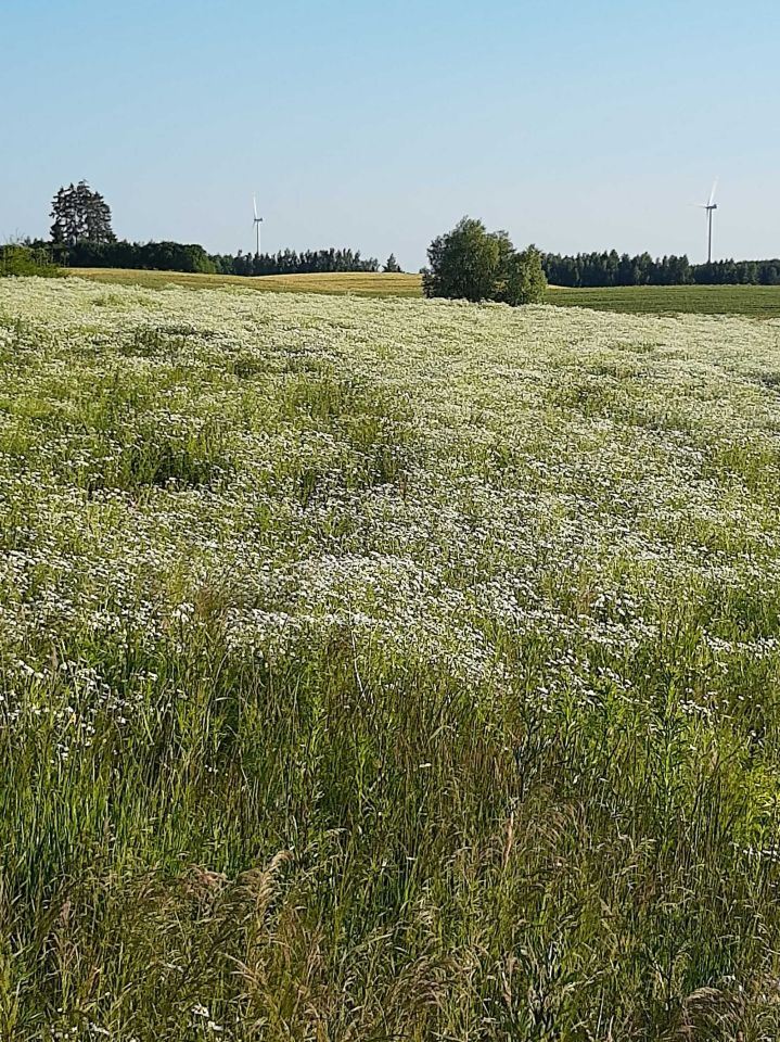 Działka rolno-budowlana Laseczno Laseczno Małe. Zdjęcie 2