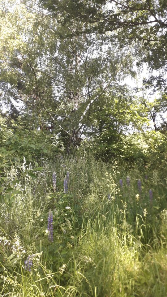 Działka budowlana Gałków Mały, ul. Mickiewicza. Zdjęcie 9