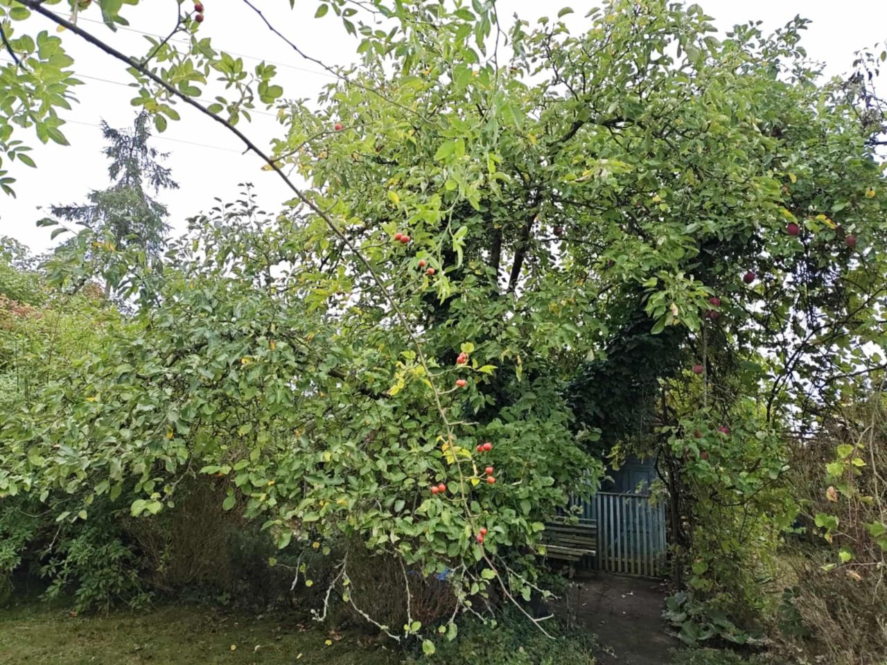Działka rod Gorzów Wielkopolski Zamoście, ul. Śląska. Zdjęcie 13