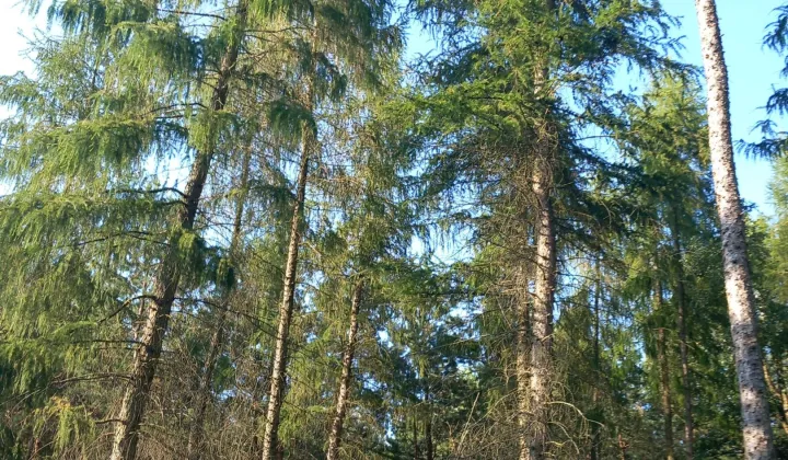 Działka leśna Majdan Sobolewski