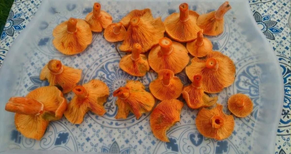 Działka budowlana Sobącz Bukowe Pole. Zdjęcie 4