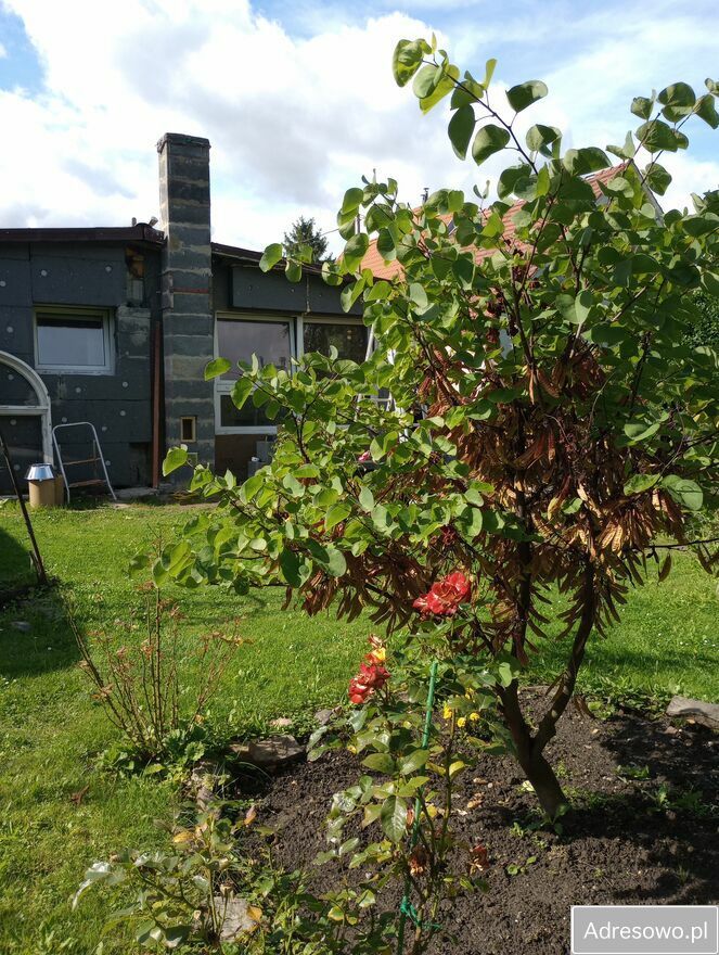 Działka budowlana Piława Górna, ul. Stefana Okrzei. Zdjęcie 4