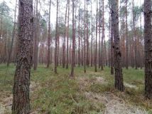 Działka Szlędaki. Zdjęcie 2