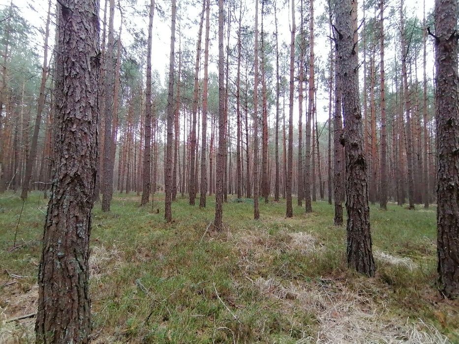 Działka Szlędaki. Zdjęcie 3