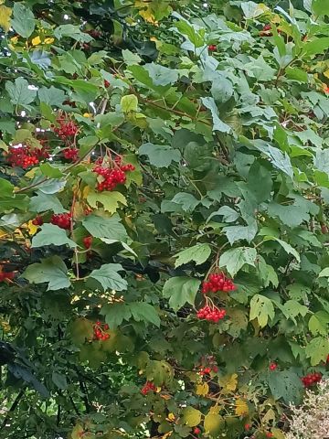 Działka rod Świnoujście Paprotno, ul. Krzywa. Zdjęcie 1