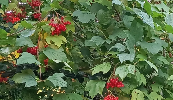 Działka rod Świnoujście Paprotno, ul. Krzywa