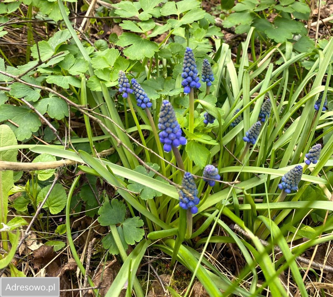 Działka budowlana Rokitnica. Zdjęcie 8