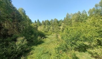 Działka leśna Pierzchno
