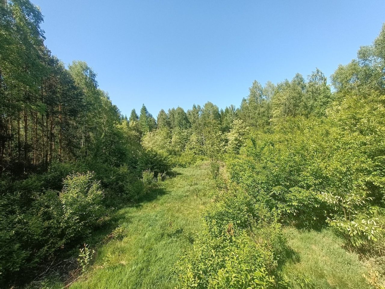 Działka leśna Pierzchno